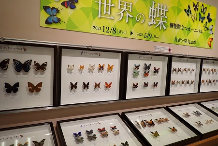箕面公園昆虫館企画展「世界の蝶」の写真