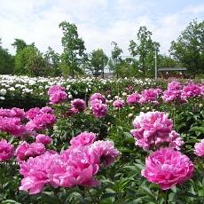 久宝寺緑地「シャクヤク園」の写真