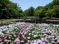 山田池公園「花しょうぶ園」の写真