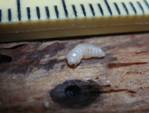 カシノナガキクイムシの幼虫の写真