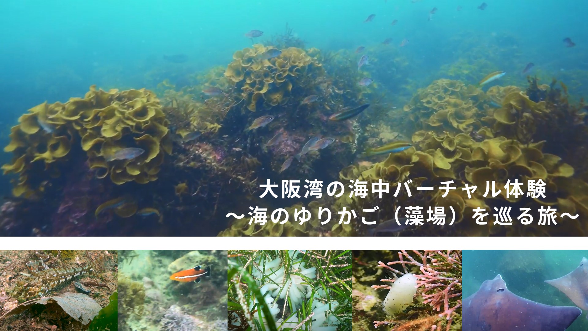 大阪湾の海中バーチャル体験（イメージ）