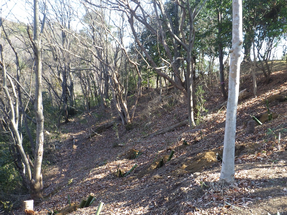 作業後の森の状況画像その2