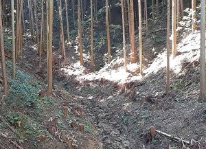 osawa2