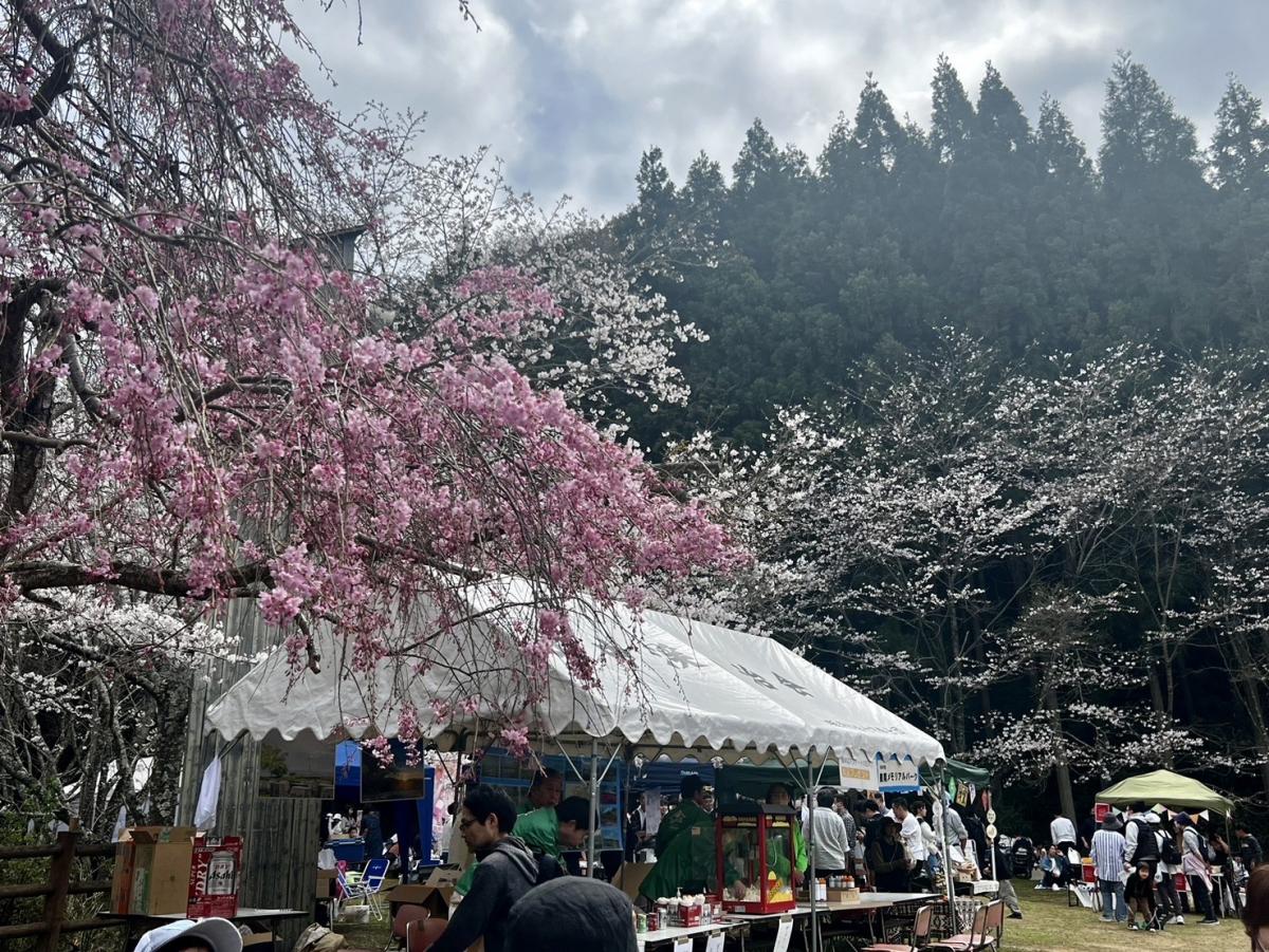 2025山中渓桜祭り