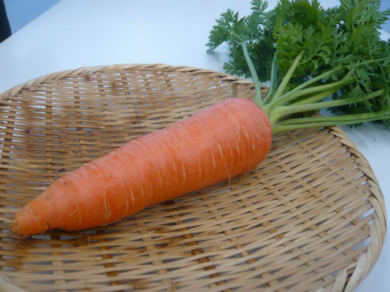 にんじん写真