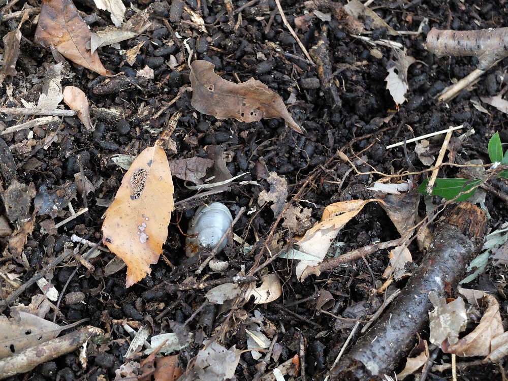 落ち葉堆肥の中にいたカブトムシの幼虫の画像