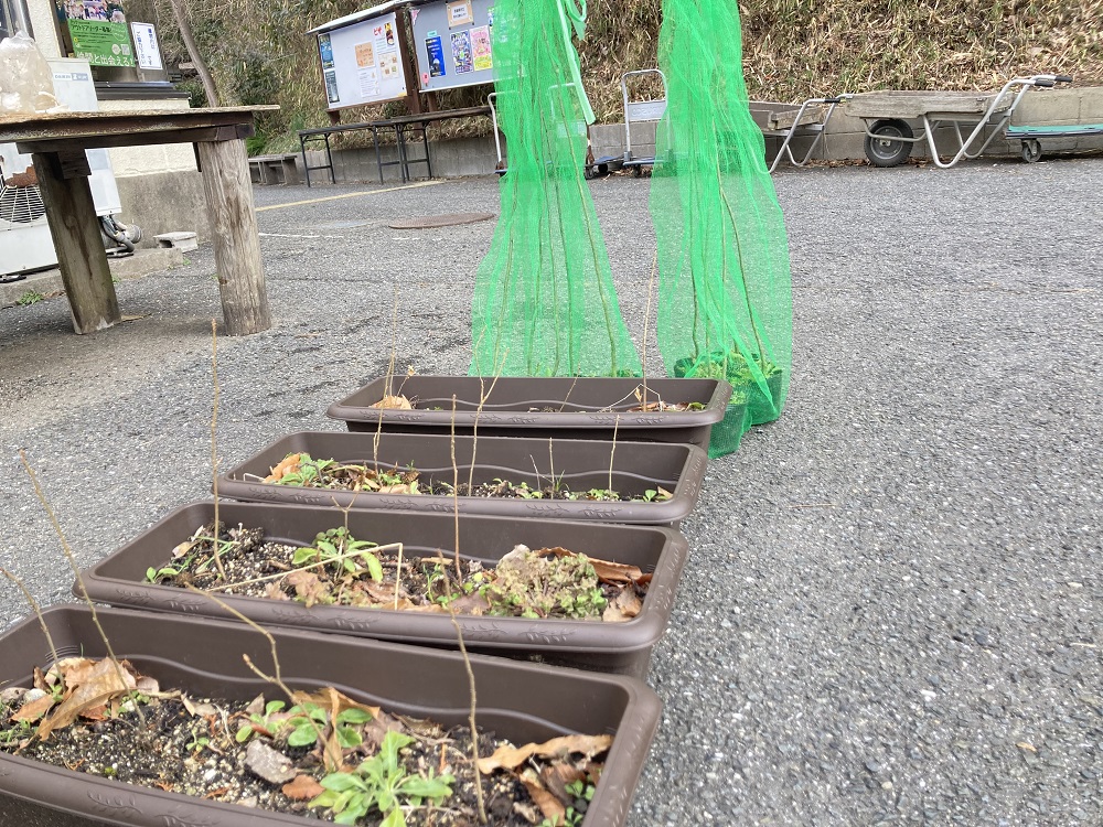 当日、植えたヤマザクラとクヌギの苗木