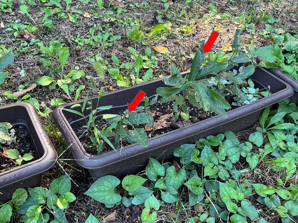 プランターに移植したクヌギ稚苗の画像