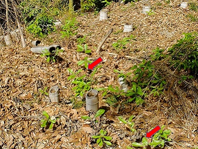 ドングリから発芽したクヌギの稚苗