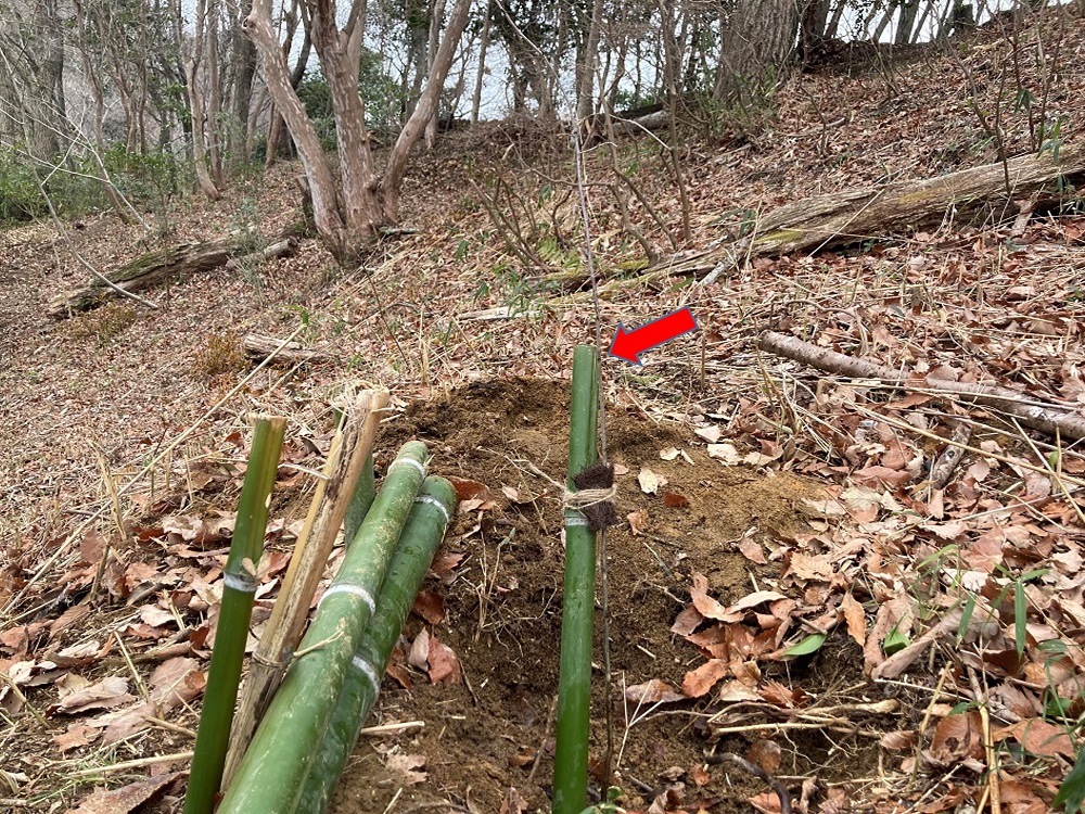 植え終えた苗木の画像