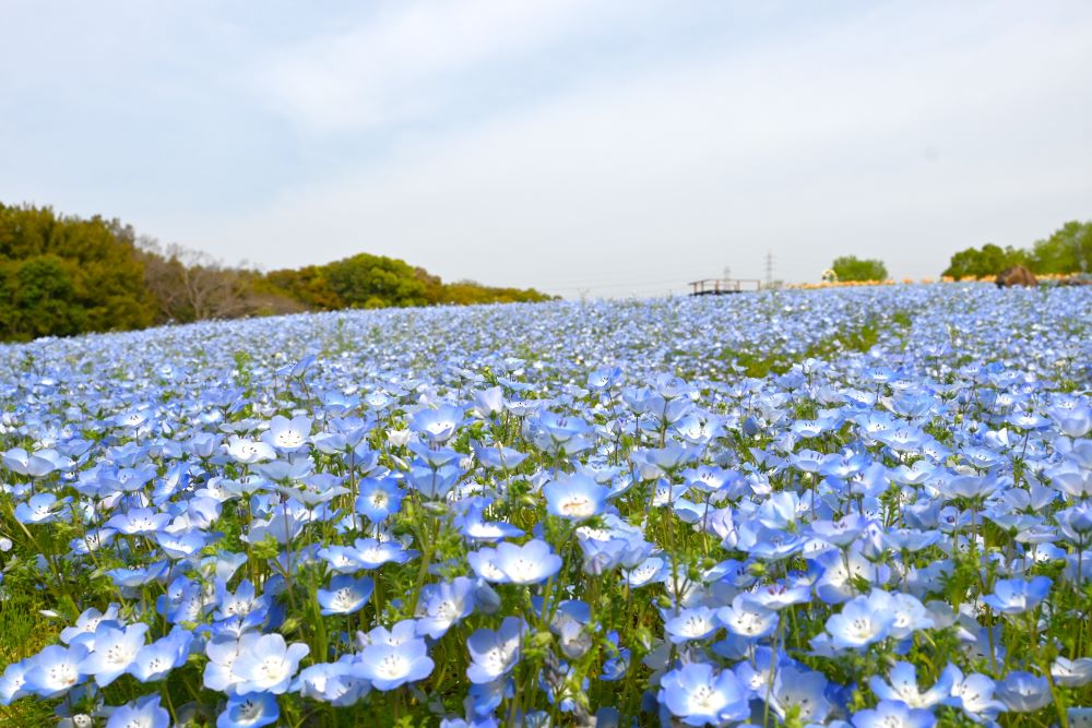 花の丘に咲くネモフィラ