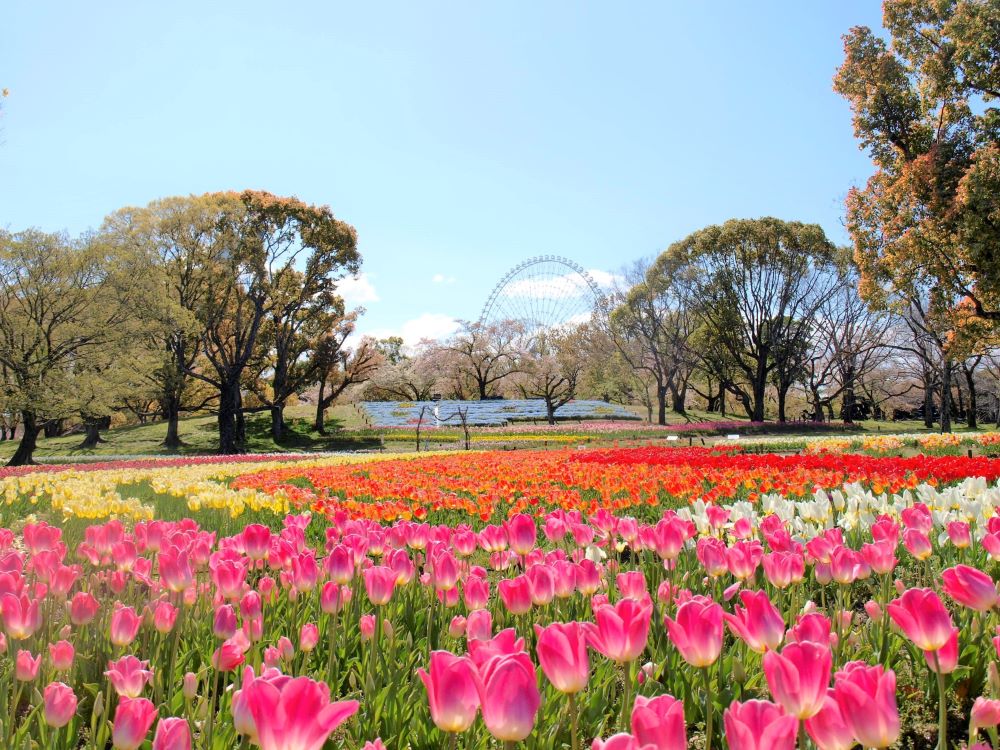 チューリップの花園