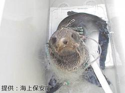 海ごみが絡まったオットセイの写真