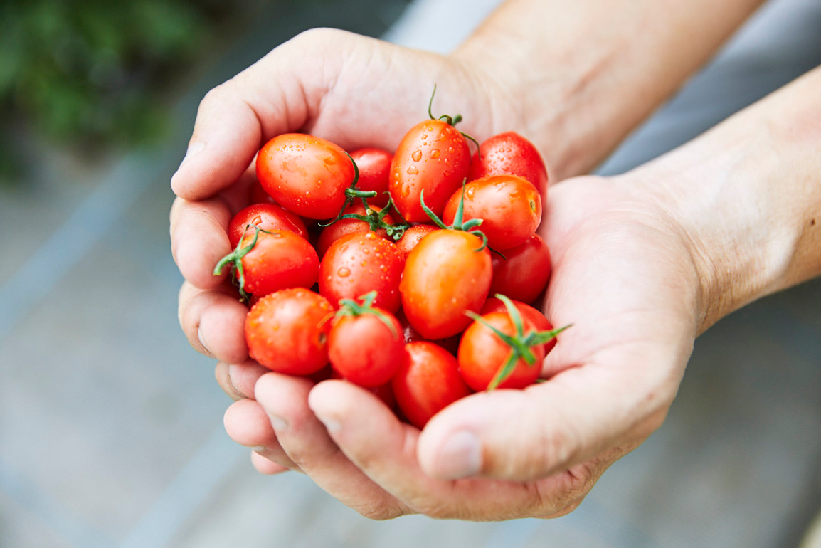 キノシタファーム