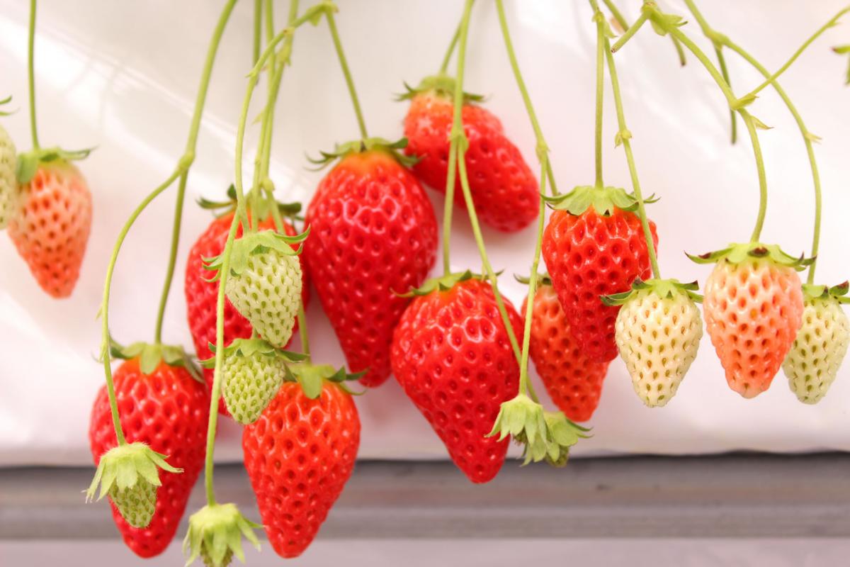 grand berry