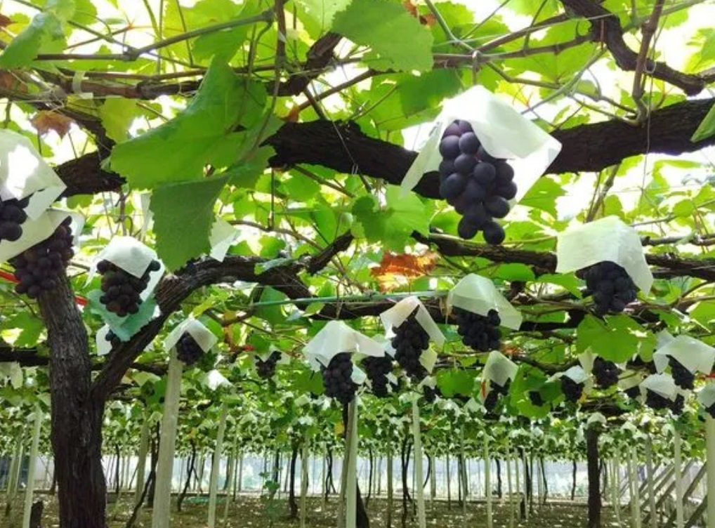 山国ぶどう園