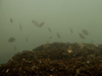 シマイサキ（幼魚の群れ）の写真