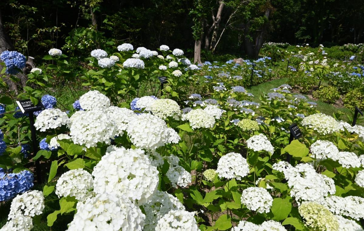 あじさいの画像