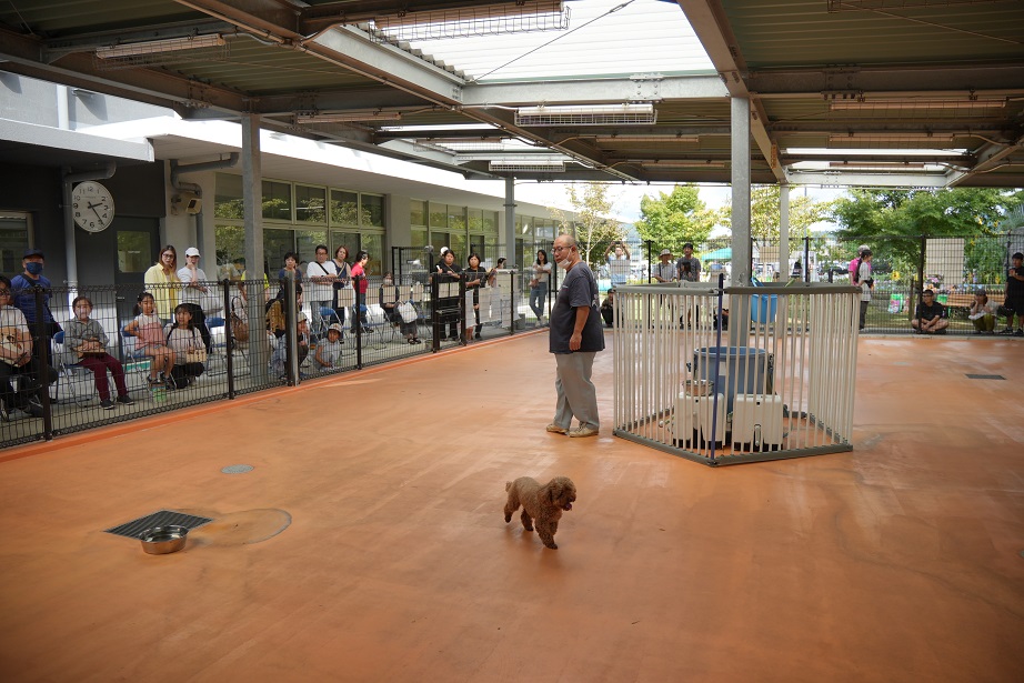 dogrun1