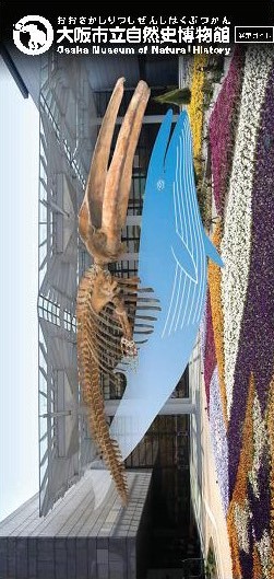 大阪市立自然史博物館展示ガイド