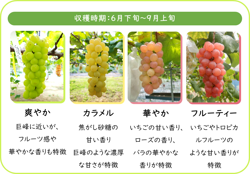 虹の雫紹介