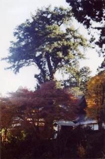 岩湧寺のカヤ