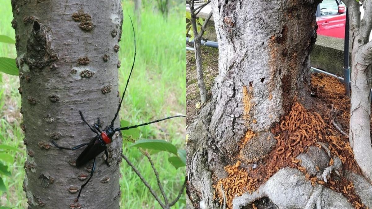 クビアカの成虫とクビアカの幼虫が出すフラス（茶色い木くず）