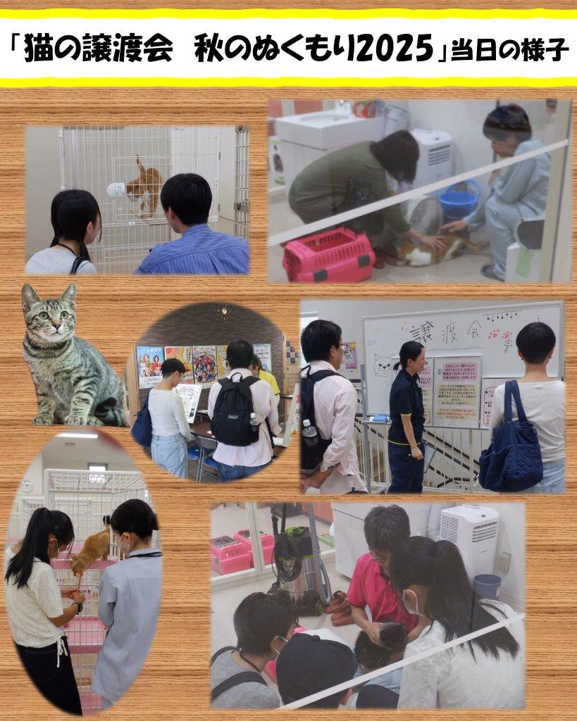 猫の譲渡会秋のぬくもり