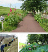 しんかわひめぼたる