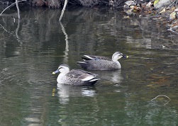 冬の野鳥や園内の自然を観察しようの様子