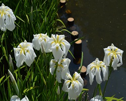 花しょうぶ園開園の画像