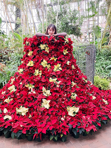 ポインセチア