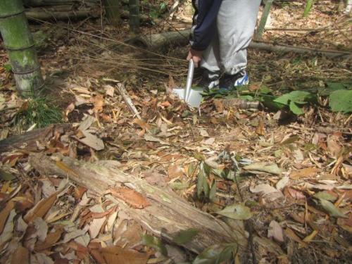タケノコ掘り