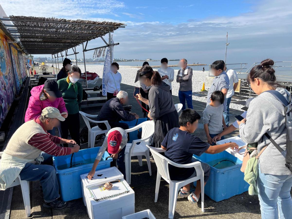 わかめの種付け体験