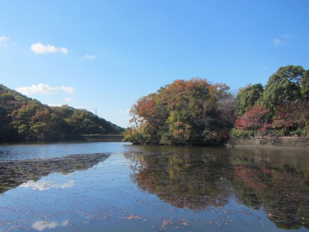 11月の白旗池