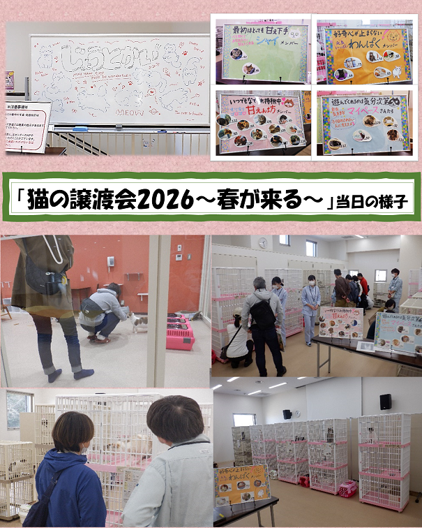 猫の譲渡会2026春が来るの当日の様子