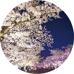 東大路の桜並木ライトアップ
