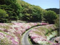なるかわ園地ツツジ谷の様子