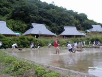 紀泉わいわい村の田んぼの写真