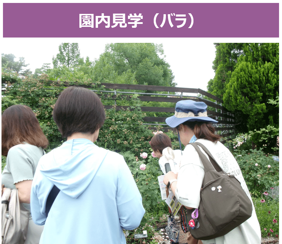 園内見学(バラ)