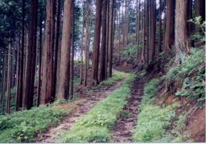 作業道の写真