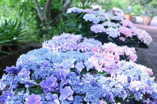 アジサイの花浮かべ