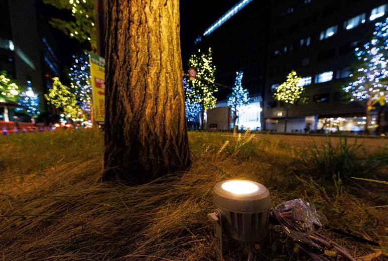 樹木のアッパーライト