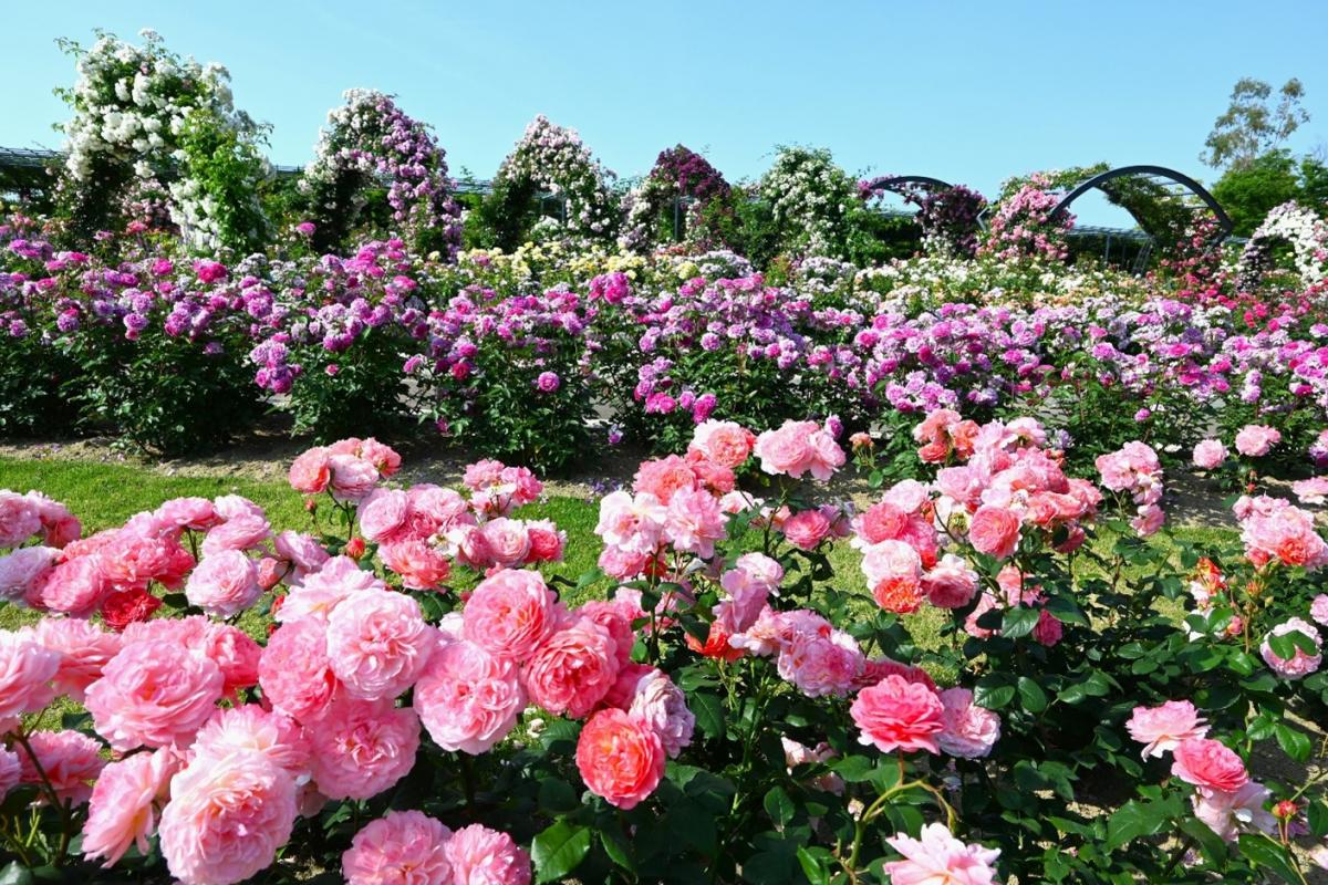 rose festa_1
