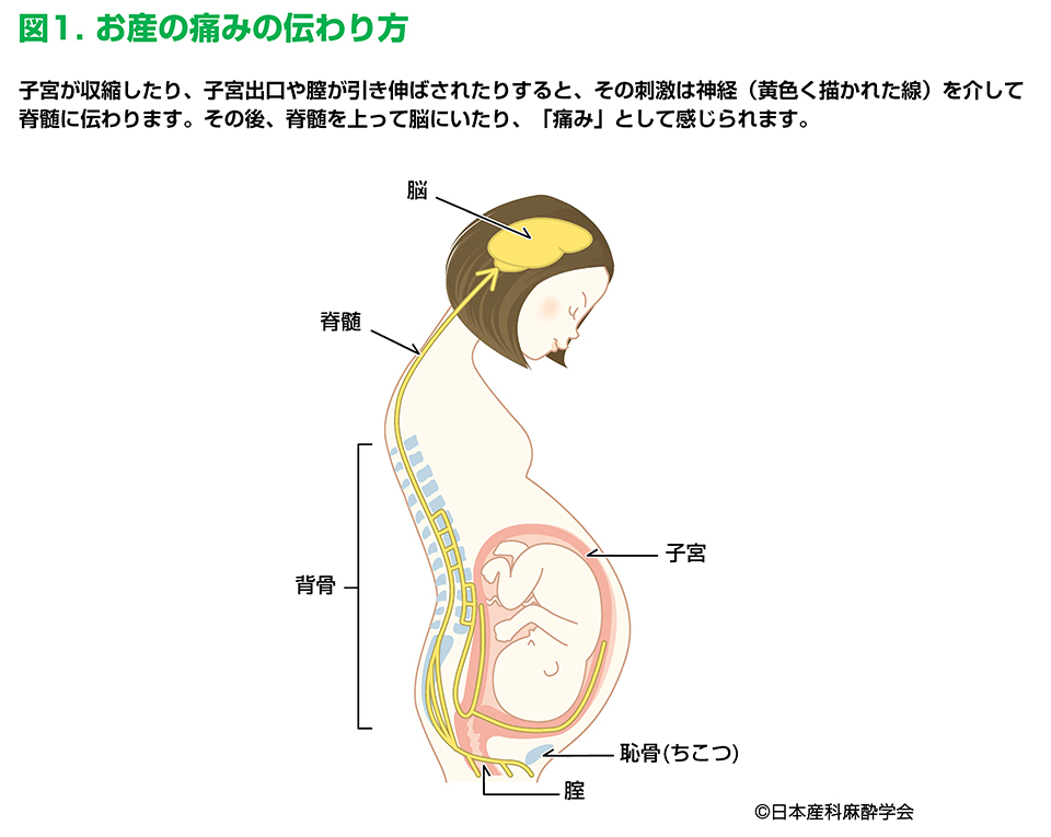 お産の痛みの伝わり方(出典日本産科麻酔学会)