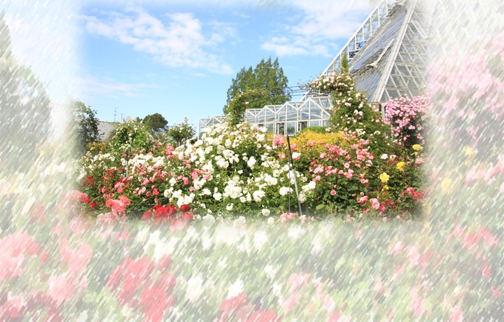花の文化園のイメージサムネイル画像
