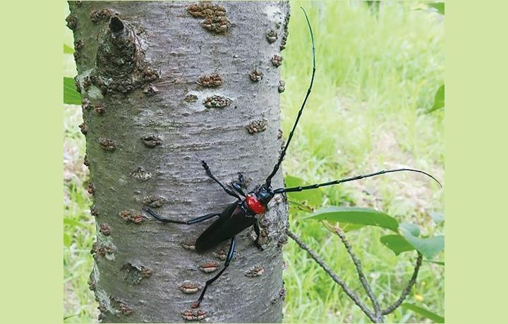 クビアカツヤカミキリの写真
