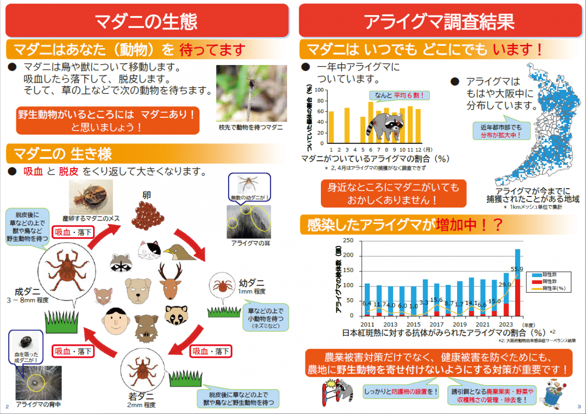 チラシ画像2