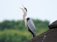 野生鳥獣に関すること