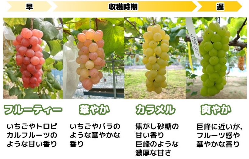 虹の雫の比較画像
